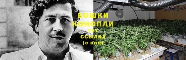 ГАЛЛЮЦИНОГЕННЫЕ ГРИБЫ Белоозёрский